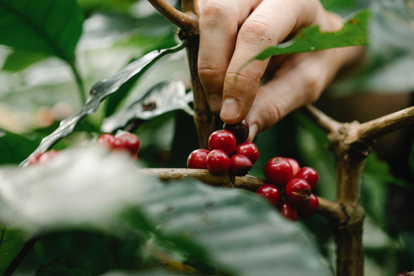 Guatemala | Luis Pedro Zelaya Zamora | Washed Bourbon